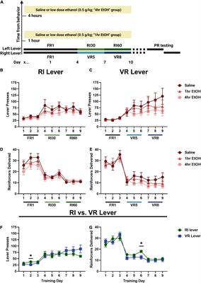 Reinforcement History Dependent Effects of Low Dose Ethanol on Reward Motivation in Male and Female Mice
